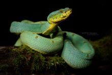 Vrai jacquot, Green Jararaca, Bothrops bilineatus, captive specimen, Spécimen captif