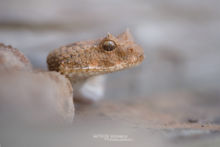 Cerastes cerastes, Vipère à cornes, Saharan horned viper, Matthieu Berroneau, Maroc, Morocco, Cerastes mutilata