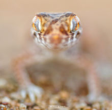 Stenodactylus mauritanicus, Maroc, Matthieu Berroneau, gecko, Northern Elegant Gecko, Morocco