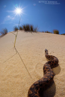 Vipera aspis, Vipère aspic, Asp viper, Vibora, France, Matthieu Berroneau, sable, sand, dune, soleil, sun