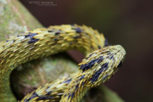 Atheris hispida, Uganda, Rough-scaled Bush Viper, Dragon, Matthieu Berroneau