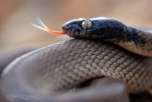 North African Catsnake, Couleuvre-chat d'Afrique du Nord, Telescopus tripolitanus, Maroc, Morocco, Matthieu Berroneau