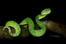 Tropidolaemus subannulatus, Bornean Keeled Green Pit Viper, Pit viper, Borneo, Malaysia, Matthieu Berroneau, Dragon, open mouth, snake