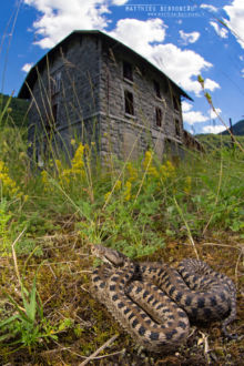 Vipera aspis, Vipère aspic, Asp viper, Vibora, France, Matthieu Berroneau, ruins, ruine