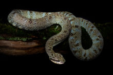 Inca forest-pitviper, Bothrops chloromelas, Matthieu Berroneau