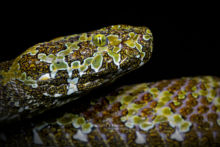 Protobothrops mangshanensis, Mangshan pit-viper, China, chine, Matthieu Berroneau