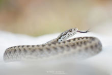 Vipera ursinii, Vipère d'Orsini, Orsini viper, France, Matthieu Berroneau