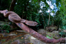 Bornean Palm Pit Viper, Trimeresurus borneensis, Bornéo, Matthieu Berroneau