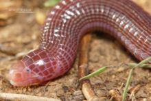 Iberian Worm Lizard, Blanus mariae, Espagne, Spain, Matthieu Berroneau