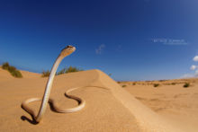 Psammophis schokari, Schokari sand racer, Morocco, Maroc, Matthieu Berroneau, sable, désert