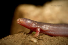 Bipes tridactylus, Lagartija Topo Tres Dedos, Three-toed Worm Lizard, Mexico, Matthieu Berroneau, Méxique, amphisbene, amphisbenea