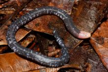 speckled worm lizard, Amphisbaena fuliginosa, Guyane, French Guiana