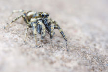 Salticus scenicus zebra, Saltique, Salticidae, araignée, spider, arachnid, macro, ultra macro, laowa 25 macro, Matthieu Berroneau