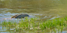 Carpe commune, carpe, poisson, carp, fish, reproduction, Matthieu Berroneau