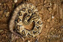 Middle American Rattlesnake, Cascabel Centroamericana, Crotalus mictlantecuhtli, Mexico, Mexique, Matthieu Berroneau