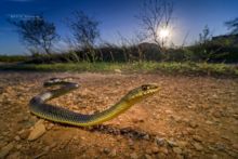 Malpolon monspessulanus, Couleuvre de Montpellier, Montpellier snake, Matthieu Berroneau, Espagne, Spain, Culebra bastarda, Espana