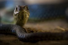 Malpolon monspessulanus, Couleuvre de Montpellier, Montpellier snake, Matthieu Berroneau, Espagne, Spain, Culebra bastarda, Espana