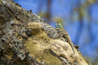 Agama caudospinosa - Elmenteita Rock Agama