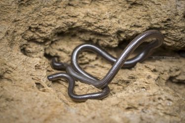 Leptotyphlops merkeri - Merker's thread Snake