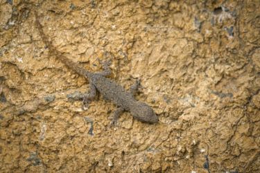 Lygodactylus capense - Cape Dwarf Gecko