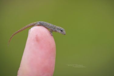 Lygodactylus capense - Cape Dwarf Gecko