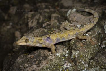 Hemidactylus mabouia - Tropical House Gecko