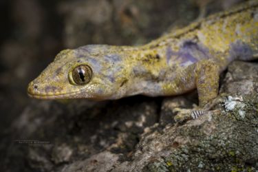 Hemidactylus mabouia - Tropical House Gecko