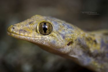 Hemidactylus mabouia - Tropical House Gecko