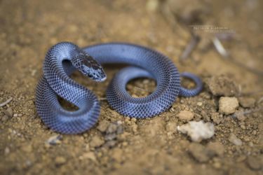 Lycophidion capense - Cape Wolf Snake