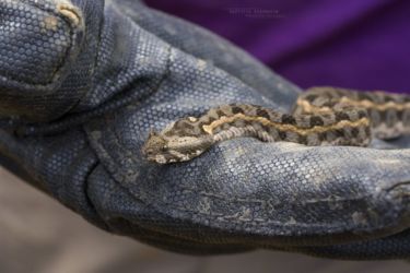 Bitis worthingtoni - Kenya Horned Viper