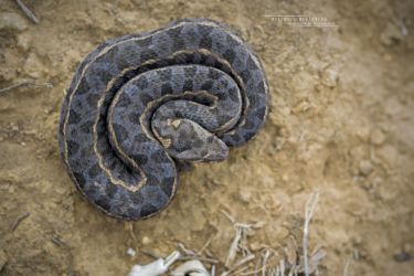 Bitis worthingtoni - Kenya Horned Viper