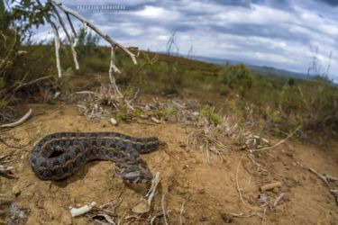 Bitis worthingtoni - Kenya Horned Viper