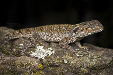 Agama caudospinosa - Elmenteita Rock Agama