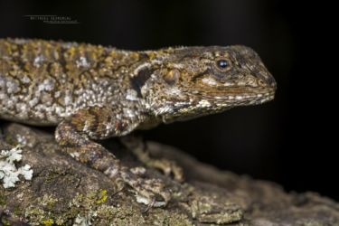 Agama caudospinosa - Elmenteita Rock Agama