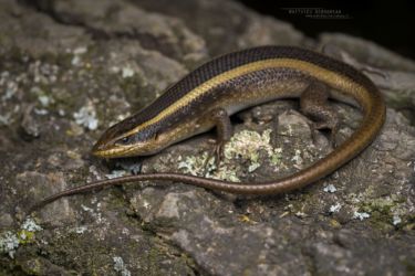 Trachylepis striata - African Striped Mabuya