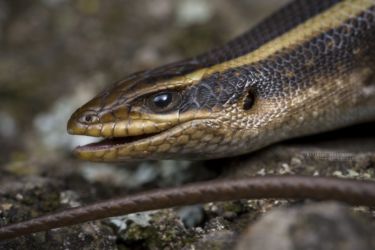 Trachylepis striata - African Striped Mabuya