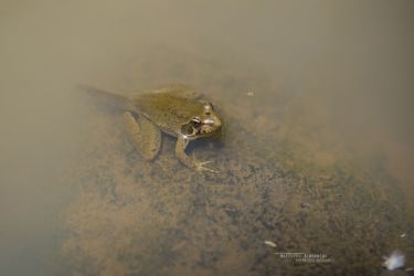 Amietia angolensis - Angolan River Frog