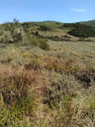 L'habitat de Montatheris hindii - Kenya Montane Viper habitat