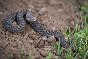 Montatheris hindii - Kenya Montane Viper