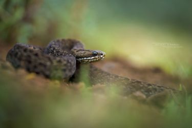 Montatheris hindii - Kenya Montane Viper