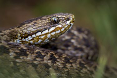 Montatheris hindii - Kenya Montane Viper