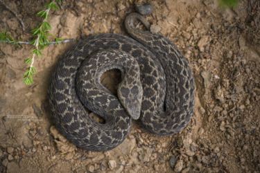 Montatheris hindii - Kenya Montane Viper