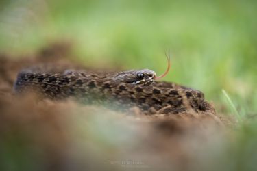 Montatheris hindii - Kenya Montane Viper