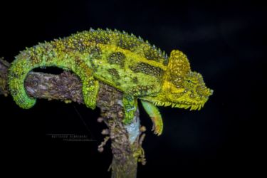 Trioceros hoehnelii - High-casqued Chameleon