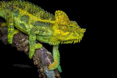 Trioceros hoehnelii - High-casqued Chameleon