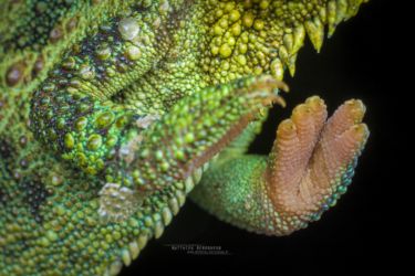 Trioceros hoehnelii - High-casqued Chameleon