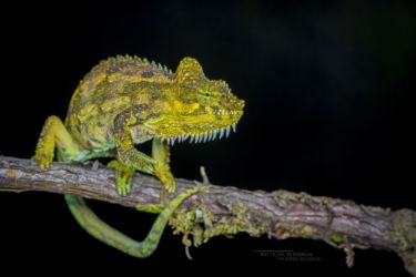 Trioceros hoehnelii - High-casqued Chameleon