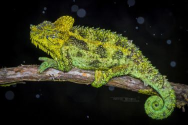 Trioceros hoehnelii - High-casqued Chameleon