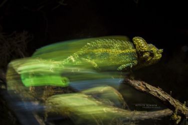 Trioceros hoehnelii - High-casqued Chameleon