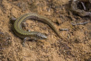 Adolfus masavaensis - Western alpine meadow lizard